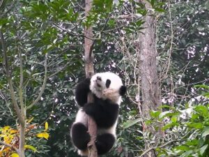 Панда лезет на дерево фото